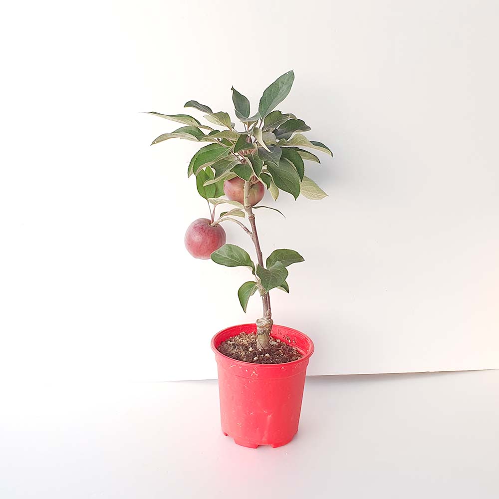 미니 꽃 빨간 사과 나무 분재 묘목 열매 화분 반려 식물 키우기