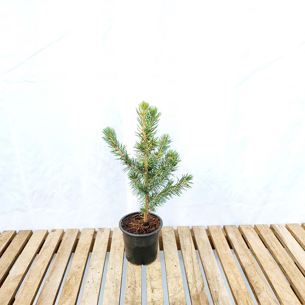 은청 가문비 미니 베이비블루 묘목 크리스마스 트리 나무 화분