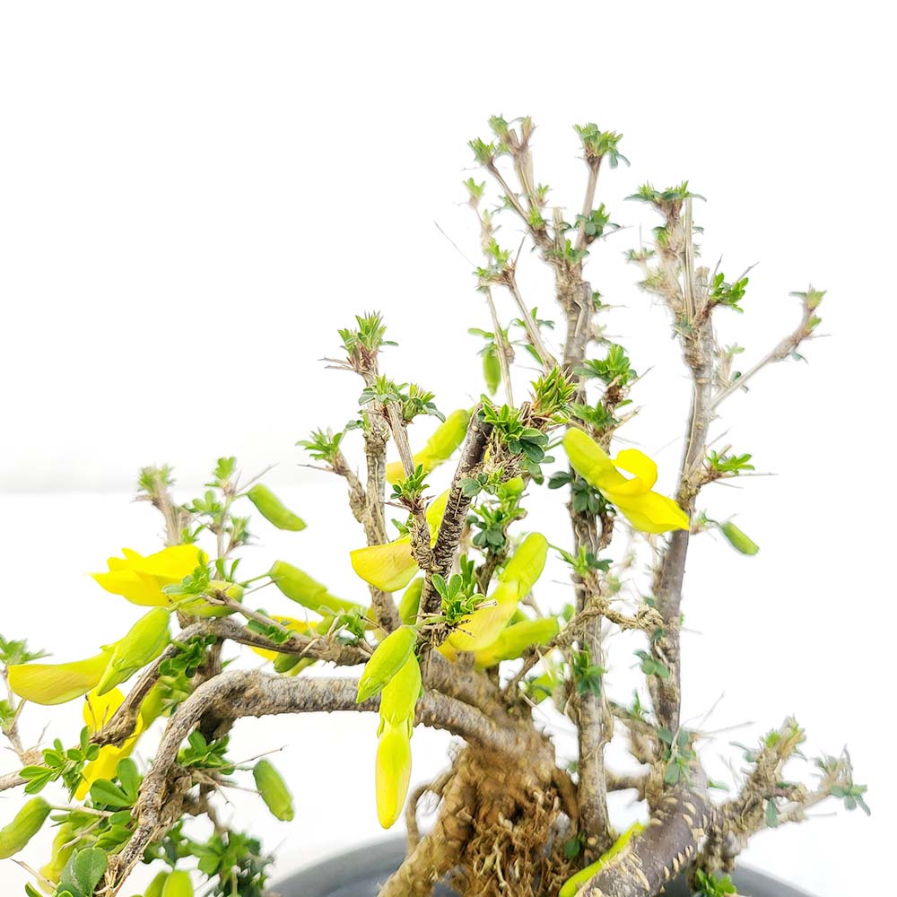 골담초 근상 나무 분재 금작화 금작목 금계인 묘목 노란 노랑 싸리 꽃 화분 키우기