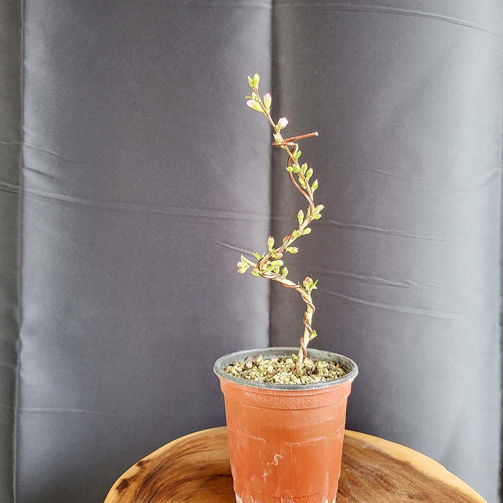 산앵두 미니 이스라지 나무 분재 분홍 꽃 열매 반려 식물 책상 화분